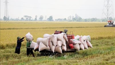 夏秋米の価格は高くなく、農家の利益は低い