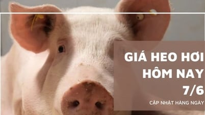 ราคาหมูวันนี้ 7 มิ.ย. : ทรงตัวต่อเนื่อง เตยนินห์ทรงตัว...