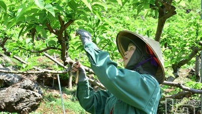 Chuyển giao kỹ thuật: 'Đòn bẩy' cho nông nghiệp bền vững