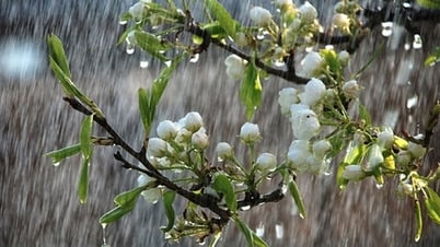 Cảnh báo mưa lớn cục bộ nhiều nơi trên cả nước