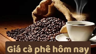 Giá cà phê hôm nay 7/6/2025: Tăng mạnh trở lại