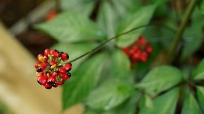 Xây dựng thương hiệu Sâm Ngọc Linh, kết nối chuỗi giá trị