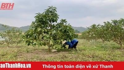 Mở đường đưa cây “vàng xanh” về đồng đất xứ Thanh