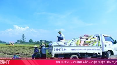 Vì sao doanh nghiệp dừng liên kết sản xuất lúa hữu cơ ST25 Cẩm Bình?