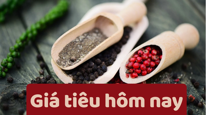 តម្លៃម្រេចថ្ងៃនេះ ថ្ងៃទី 8 ខែមិថុនា ឆ្នាំ 2025៖ ការថយចុះយ៉ាងខ្លាំងនៅទូទាំងក្រុមប្រឹក្សាភិបាល