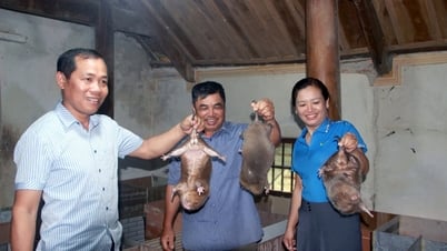 La comuna fronteriza de Nghe An se desarrolla a partir de plantas y animales nativos hasta la especialidad de la rata de bambú