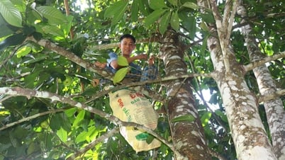Nghệ An: Vất vả nghề hái quả sông chua