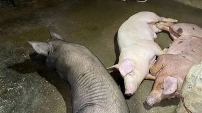 Heo bị tiêu hủy do dịch bệnh được hỗ trợ 40.000 đồng/kg