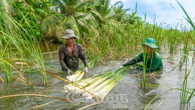 Hợp tác xã An Hoà trên đà phát triển