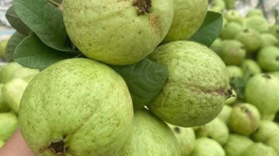 Ổi phòng chống ung thư, bảo vệ tim mạch, ăn bao nhiêu là đủ?