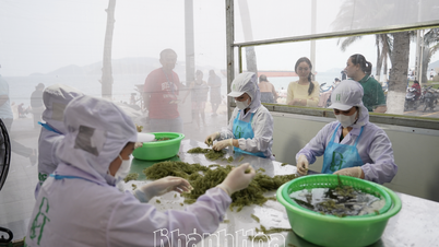 Cổ phần Rong biển DT Khánh Hòa tổ chức không gian trưng bày, trình diễn sản xuất rong nho