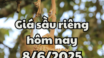 Giá sầu riêng hôm nay 8/6/2025: Uy tín sầu riêng Việt bị ảnh hưởng