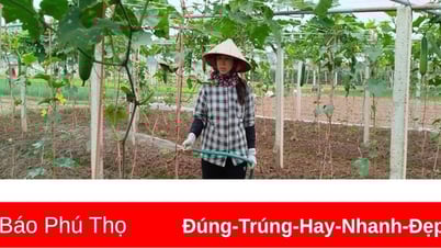 Giá cả thị trường ngày 8/6/2025