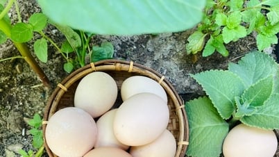 卵 - 栄養価が高く、人気のある食品