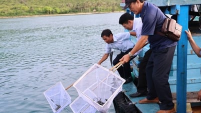 Thả hơn 400.000 cá, tôm giống tái tạo nguồn lợi thủy sản vịnh Nha Trang