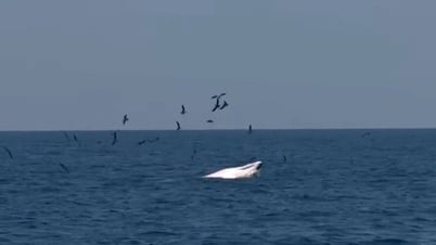 Las sorprendentes ballenas de Bryde regresan a cazar cerca de la costa de Binh Dinh