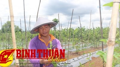 Nông thôn mới Đức Linh