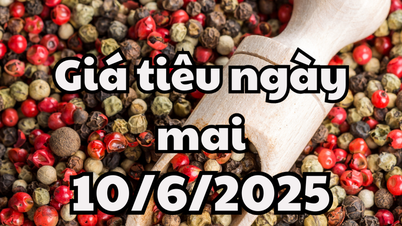 Tin tức, dự báo giá tiêu ngày 10/6/2025 chờ đợi đà bật tăng