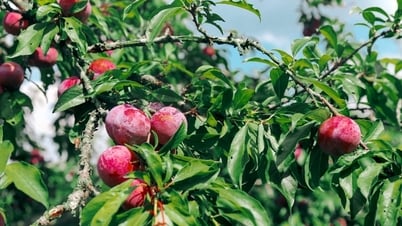 Đến Mộc Châu trải nghiệm hái mận tại vườn