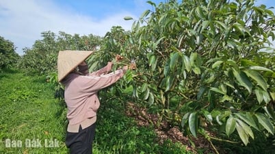 فعالية مشروع SACCR في إيا كار
