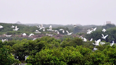 [Ảnh] “Ga chim quốc tế” ở khu Ramsar Xuân Thủy