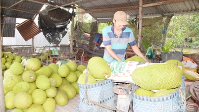 Tiền Giang: Giá nhiều loại trái cây giảm, nhà vườn gặp khó