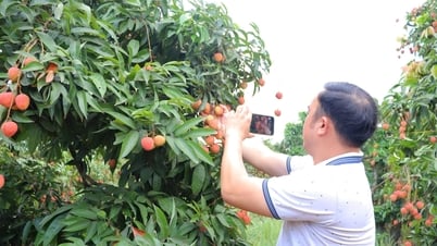 Digital connection – expanding Thanh Ha litchi consumption market