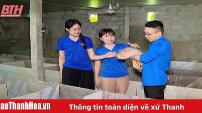 Như Thanh nhân rộng mô hình thanh niên phát triển kinh tế