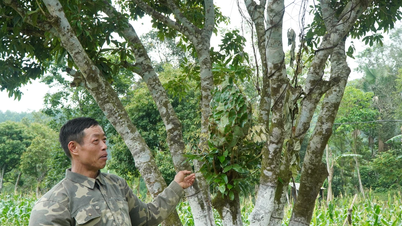 Nông dân chủ động sản xuất nông nghiệp sạch