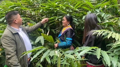 អភិវឌ្ឍរុក្ខជាតិឱសថ បង្កើតជីវភាពរស់នៅប្រកបដោយនិរន្តរភាព