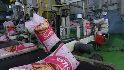 Agricultural market: Export rice prices have decreased by nearly 19%