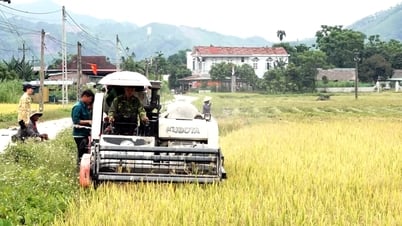 Luc Yen se concentre de toute urgence sur la récolte du riz de printemps