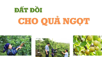 ដីភ្នំផ្តល់ផ្លែឈើផ្អែម