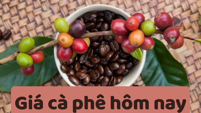 Precio del café hoy 9 de junio de 2025: Fuerte disminución de 3.500 VND/kg en comparación con la semana pasada
