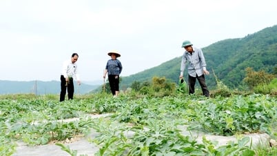 Meo Vac은 작물 구조의 전환을 촉진합니다.