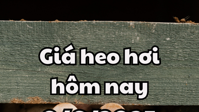 Giá heo hơi hôm nay 9/6/2025: Miền Bắc đi ngang, miền Nam mất đỉnh giá 75.000 đồng/kg