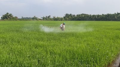 Sâu, bệnh gây hại trên lúa Hè Thu và Thu Đông gia tăng