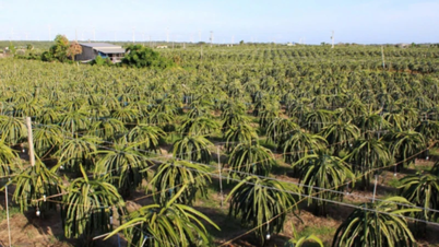 ការប្រើប្រាស់បច្ចេកវិទ្យាភ្លើងបំភ្លឺដើម្បីបង្កើនផលិតភាពដំណាំ