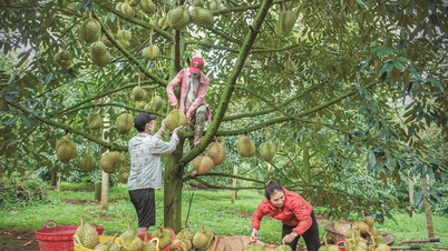 Dak Nong ខិតខំ​ការពារ​ម៉ាក​ធូរេន