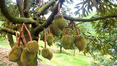 Đam Rông vươn lên từ nông sản bản địa: Kỳ vọng mới từ ba nhãn hiệu chứng nhận