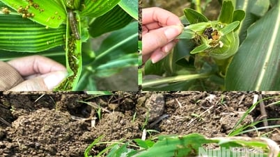 Nỗi ám ảnh sâu keo mùa thu và “cứu cánh” từ giải pháp phòng trừ tổng hợp mới