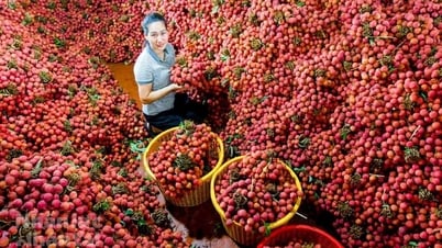 Vải thiều được mùa, rộng đường xuất khẩu
