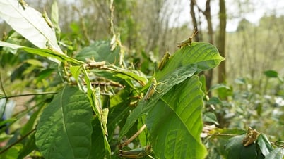 Hướng dẫn biện pháp phòng trừ châu chấu hại luồng trồng lấy măng