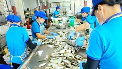 Cá mòi kho Kiến Thụy - Sản phẩm OCOP sắp vươn tầm quốc tế
