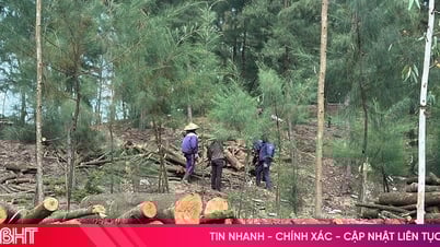 "Xẻ thịt" rừng phòng hộ ven biển Hà Tĩnh