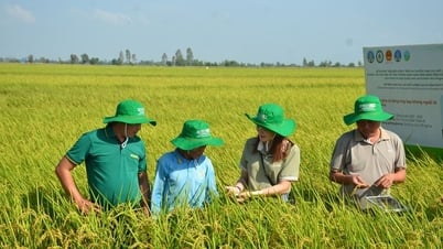 An Giang - “Vựa lúa” quốc gia