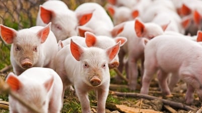 Pig price today July 1: Southern region down to 70,000...