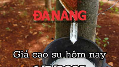 Giá cao su hôm nay 1/7/2025: Việt Nam bứt phá ngoạn mục tại thị trường Malaysia