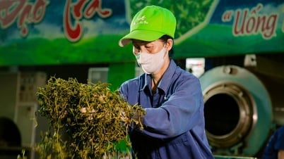 Thai Nguyen: Pilotprogramm zur Entwicklung eines nachhaltigen Teeanbaugebiets in La Bang