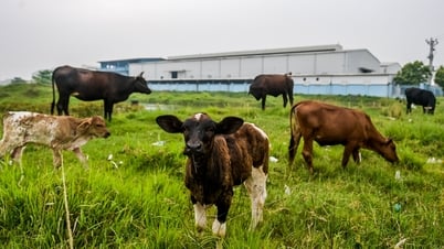 Industrial park on 'golden land' in Nam Dinh has scattered factories, becoming a place to raise cows